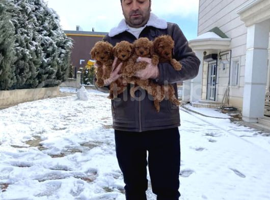 Mükemmel Kali̇te Toy Poodle Yavrular Belgeli̇ Mağzamiz Ank görsel