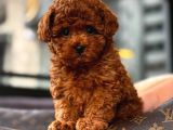 Toy Poodle