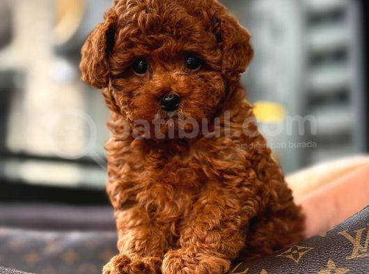 Toy Poodle