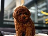Toy Poodle