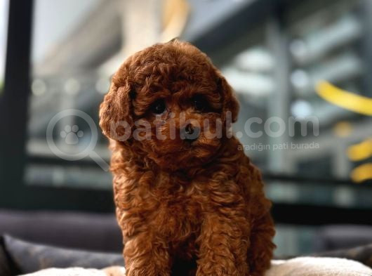 Toy Poodle görsel