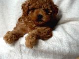 Toy Poodle