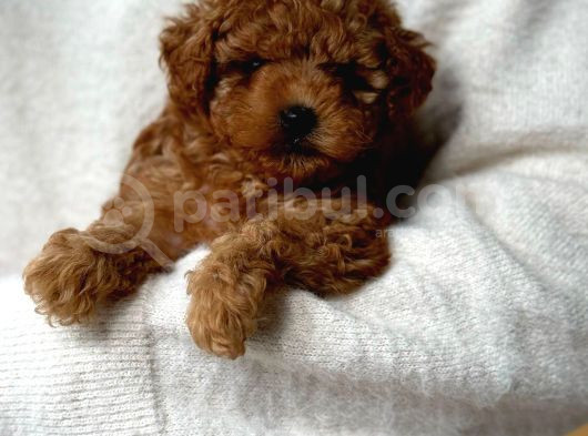 Toy Poodle görsel