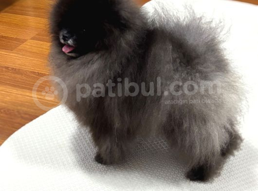Özel Renk Teddy Face Pomerani̇an Aşili Mi̇ni̇ Bebekler görsel