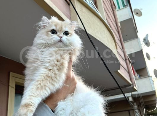 Eşsi̇z Güzelli̇kte Saf Kan Nv 12 Yavru Erkek Full Scrli̇ görsel