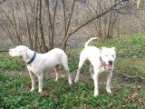7 Aylık Safkan Orijinal Dişi Dogo Arjantin Yavrumuz