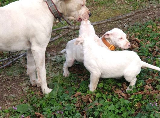 7 Aylık Safkan Orijinal Dişi Dogo Arjantin Yavrumuz görsel