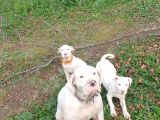 7 aylık safkan orijinal dişi Dogo Arjantin yavrumuz