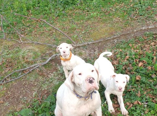 7 Aylık Safkan Orijinal Dişi Dogo Arjantin Yavrumuz