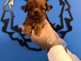 KORE RED BROWNE TEA CUP TOY POODLE