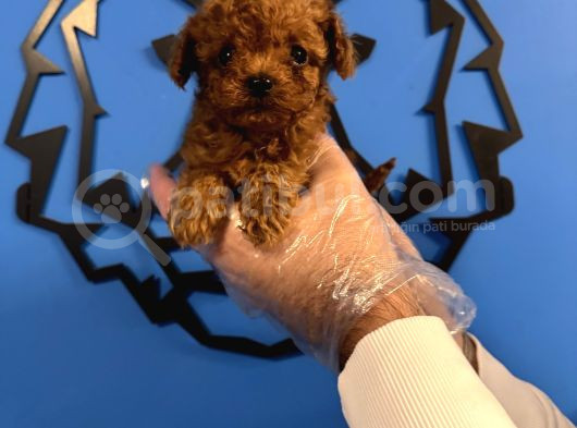 Kore Red Browne Tea Cup Toy Poodle