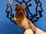 Kore Red Browne Tea Cup Toy Poodle
