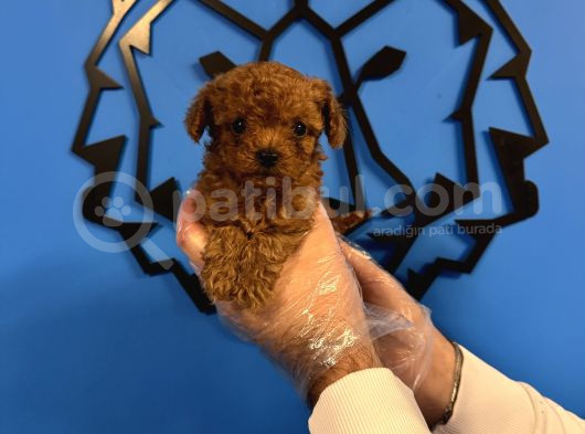 Kore Red Browne Tea Cup Toy Poodle görsel