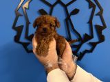 Kore Red Browne Tea Cup Toy Poodle