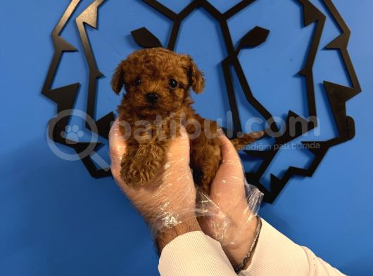 Kore Red Browne Tea Cup Toy Poodle görsel