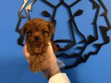 Kore Red Browne Tea Cup Toy Poodle