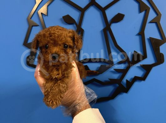 Kore Red Browne Tea Cup Toy Poodle görsel
