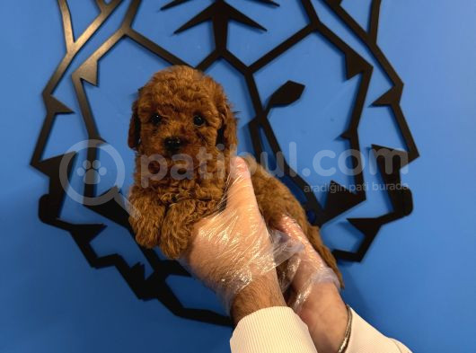 RED BROWNE TOY POODLE YAVRULARIMIZ