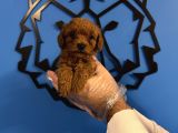 Irk Garanti̇li̇ Toy Poodle Yavrulari