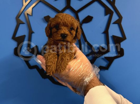 Irk Garanti̇li̇ Toy Poodle Yavrulari görsel