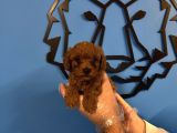 Irk Garanti̇li̇ Toy Poodle Yavrulari