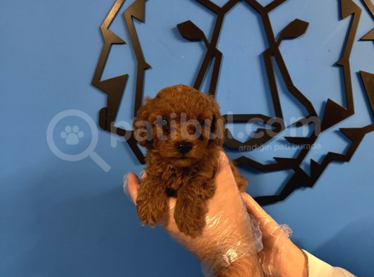 Irk Garanti̇li̇ Toy Poodle Yavrulari görsel