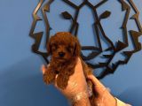 Irk Garanti̇li̇ Toy Poodle Yavrulari