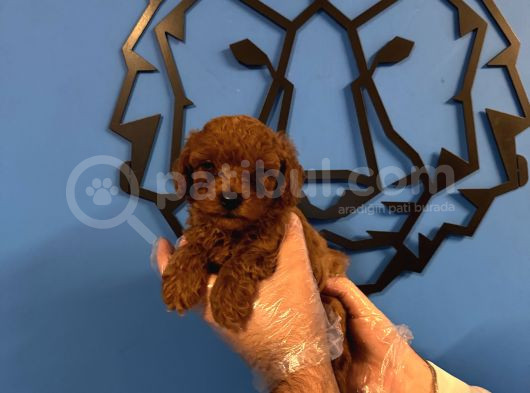 IRK GARANTİLİ TOY POODLE YAVRULARI