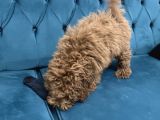 4 Aylık Erkek Toy Poodle