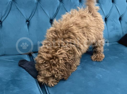 4 Aylık Erkek Toy Poodle görsel