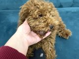4 Aylık Erkek Toy Poodle