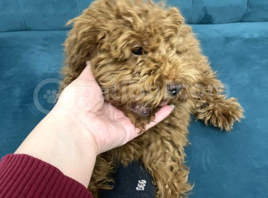4 Aylık Erkek Toy Poodle görsel