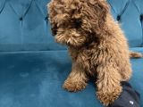 4 Aylık Erkek Toy Poodle