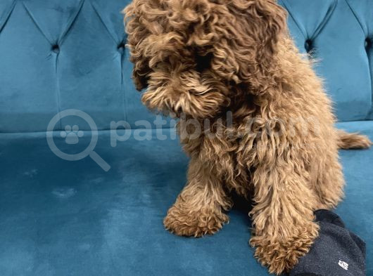 4 Aylık Erkek Toy Poodle görsel