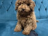 4 aylık erkek toy poodle