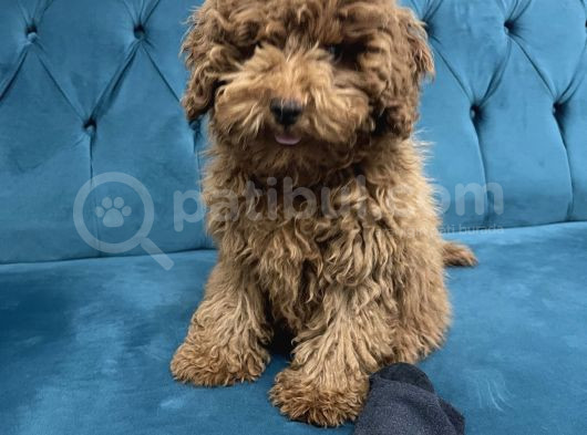 4 Aylık Erkek Toy Poodle