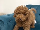 4 Aylık Erkek Toy Poodle