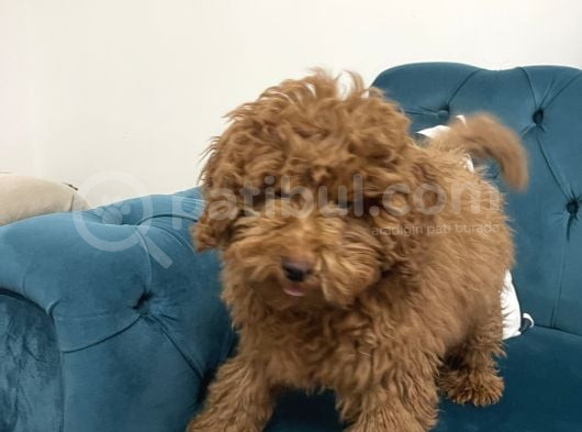 4 Aylık Erkek Toy Poodle görsel