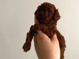 Toy poodle orjinal kore ev ortamında