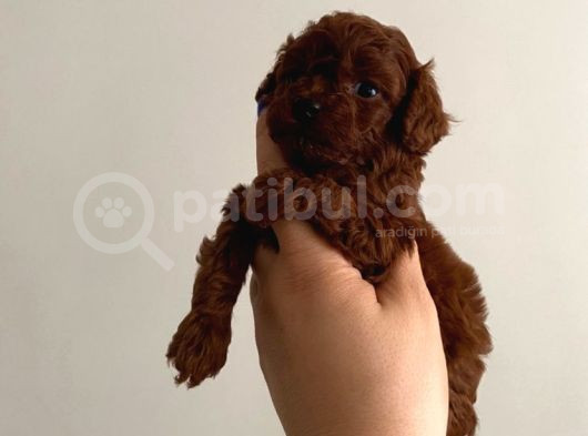 Toy Poodle Orjinal Kore Ev Ortamında