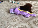Toy Poodle Orjinal Kore Ev Ortamında
