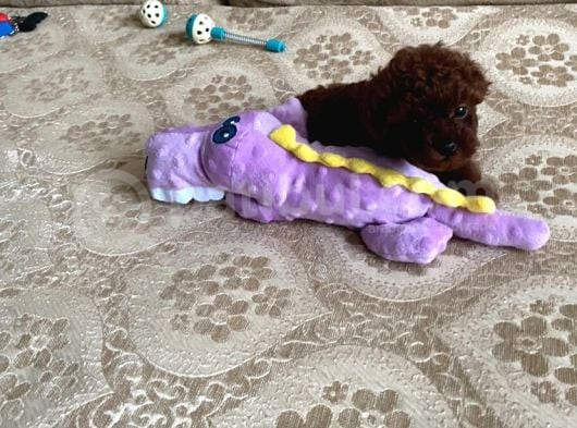 Toy Poodle Orjinal Kore Ev Ortamında görsel