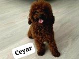 Toy Poodle Orjinal Kore Ev Ortamında