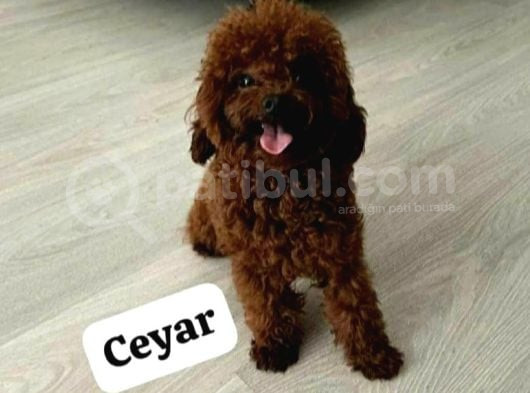 Toy Poodle Orjinal Kore Ev Ortamında görsel