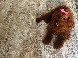 Toy Poodle Orjinal Kore Ev Ortamında