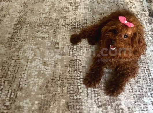 Toy Poodle Orjinal Kore Ev Ortamında görsel