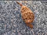Uygun Fi̇yatli Toy Poodle-Arayınız