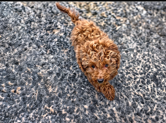 Uygun Fi̇yatli Toy Poodle-Arayınız görsel