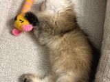 British Longhair Gold