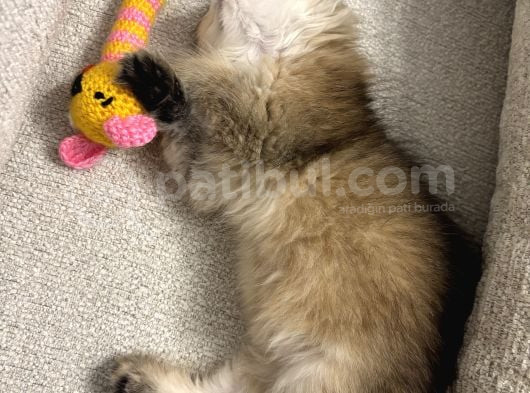 British Longhair Gold görsel